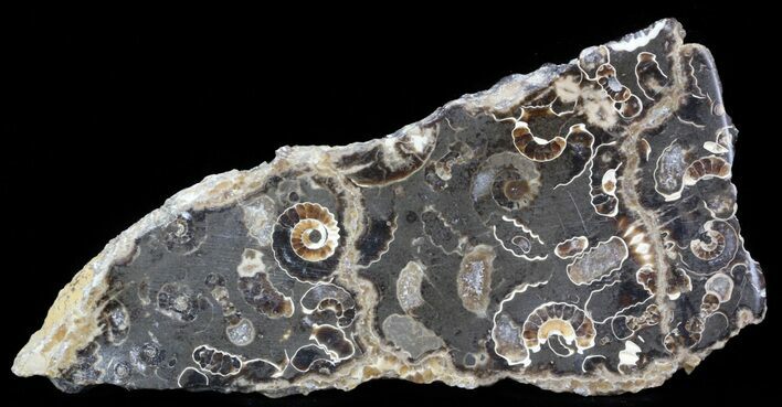 Polished Ammonite Fossil Slab - Marston Magna Marble #42090